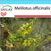 SAFLAX Darčeková sada - sladká ďatelina - Melilotus Náhľad obrázku produktu 10