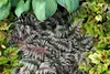 Stauden Gänge 3 x Athyrium niponicum 'Burgundy Lace' im 1 Produktbild-Vorschau 2