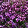 6 x thym  - Thymus praecox « Coccineus »  | Pot 9 cm x 9 cm Voir les images du produit 2
