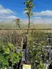 Okrasná jabloň 'Golden Hornet' 100-120 cm - Jabloň - Malus Náhled obrázku produktu 2