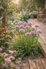 Stauden Gänge 3 x Allium ‚Little Sapphire' im 1 Liter Topf Produktbild-Vorschau 2