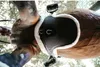 Kentucky Horsewear Lammfell Stollengurt spezial braun, Produktbild-Vorschau 6