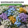 Steingarten-Stauden Winterharte Mischung Samen - Produktbild-Vorschau 2