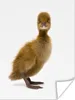 MuchoWow® Poster Baby-Ente schaut in die Kamera 60x80 cm - Produktbild-Vorschau 1