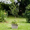 PLASTIA s.r.o. Velkoobjemový truhlík Berberis UNO 45x39x35 Náhled obrázku produktu 12
