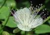 SAFLAX - Skutočný kaparový krík - Capparis spinosa - 25 Náhľad obrázku produktu 8