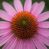 Echinacea p. Magnus 3er Set, rosafarben, orangebraun, 20 cm Produktbild-Vorschau 4