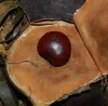 Meeresherz (Entada gigas)  - 1 Samen Produktbild-Vorschau 2