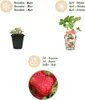 GreenboutiQ - Obstpflanzen - Erdbeere - Fragaria Maxim - Produktbild-Vorschau 4