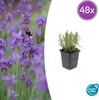 Lavendel Lavandula angustifolia 'Munstead' – 48 Pflanzen – Produktbild-Vorschau 2