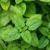 Bloomique - Zestaw 3 szt. - Melissa Officinalis - Melisa Podgląd zdjęcia produktu 6