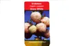 Weisse Erdbeere Snow White mit 3 Pflanzen Fragaria Produktbild-Vorschau 4