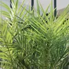 Bloomique - Phoenix Canariensis - Kanarische Dattelpalme - Produktbild-Vorschau 4