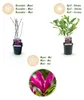 Green boutiQ - Heesters -  Magnolia Susan  - Bloemen Donker Voir les images du produit 4