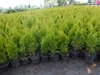 1 Stück, 50-60cm, Topf 2L, Lebensbaum Thuja occidentalis Produktbild-Vorschau 2