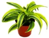 Dračí strom - Dracaena deremensis fragrans Lemon Lime - Náhled obrázku produktu 2