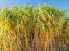 Stauden Gänge 1 x Miscanthus x giganteus im 1 Liter Topf - Produktbild-Vorschau 6