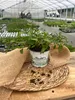 Enseleits 2x Vietnam-Koriander, Koriander Pflanze Produktbild-Vorschau 3
