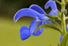Salvia pratensis, Wiesensalbei, violett, ca. 9x9 cm Topf Produktbild-Vorschau 2