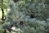 Pinus parviflora 'Glauca', Japanische Kiefer, blau-grün, Produktbild-Vorschau 1
