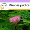 SAFLAX - Skutečná mimóza - Mimosa pudica - 70 Semena Náhled obrázku produktu 8