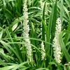 6 x Leliegras - Liriope muscari 'Monroe White' | Pot van Productafbeelding-voorbeeld 1