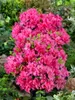 Rhododendron obtusum 'Melina', rosa Blüten, 15–20 cm Produktbild-Vorschau 9
