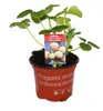 Weisse Erdbeere Snow White mit 3 Pflanzen Fragaria Produktbild-Vorschau 2