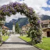 Arco di rose, arco a volta, arco rampicante, traliccio per Anteprima dell’immagine prodotto 13