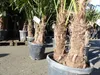 Trachycarpus fortunei Gruppe 150 - 170 cm Palme Hanfpalme, Produktbild-Vorschau 2