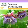 SAFLAX - Obrovská Granadilla / Kráľ Granadilla - Passiflora Náhľad obrázku produktu 8