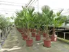 Palme winterhart 150 - 180 cm Trachycarpus Wagnerianus Produktbild-Vorschau 7
