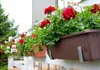 Plastia | Pflanzkübel Siesta Lux 7L - Braun - Produktbild-Vorschau 7