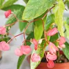 Tamaya-Begonie - Begonia albopicta - Begonien-Stämmchen - Produktbild-Vorschau 2