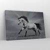 Bild auf Leinwand - Leinwandbild - Pferd Tier Natur - Produktbild-Vorschau 4