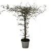 Corokia cotoneaster - Zick-Zack-Strauch - Schnurbaum Produktbild-Vorschau 2
