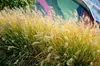 Stauden Gänge 3 x Pennisetum alopecuroides 'Gelbstiel' im 1 Produktbild-Vorschau 6