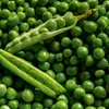 Markerbsen Bördi Samen - Pisum sativum - Erbsensamen - Produktbild-Vorschau 5
