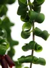 Plante de rouge à lèvres - Aeschynanthus 'Rasta' - plante Voir les images du produit 3