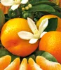 BALDUR Garten 1x Orangen-Bäumchen, Pflanze im 12 cm-Topf, Produktbild-Vorschau 2