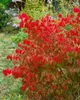 Euonymus alatus 'Compactus', Flügel-Spindelstrauch, 60–80 Produktbild-Vorschau 12