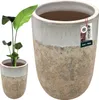 A plant in a pot next to a larger, empty pot. Produktbild-Vorschau
