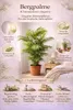 XXL Palma górska 90–100 cm – Chamaedorea elegans, roślina Podgląd zdjęcia produktu 3