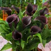 Bulbes de callas, résistants au froid, vivaces - Voir les images du produit 2