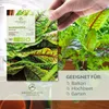 Sauerampfer Samen - Heilkräuter Saatgut aus biologischem Produktbild-Vorschau 2