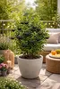 Apfelbeere Nero 50–60 cm – Aronia prunifolia, schwarze Produktbild-Vorschau 3