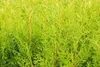 A close-up view of bright green foliage from a Thuja occidentalis 'Brabant' plant. Produktbild-Vorschau