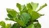 Trendyplants - Arbusto di Ficus Lyrata - Pianta di tabacco Anteprima dell’immagine prodotto 3