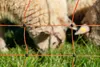 horizont strongLine 90E Schafnetz 50 m x 90 cm – Produktbild-Vorschau 7