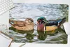 MuchoWow® Schreibtischunterlage Ente - Vögel - Wasser - Produktbild-Vorschau 5